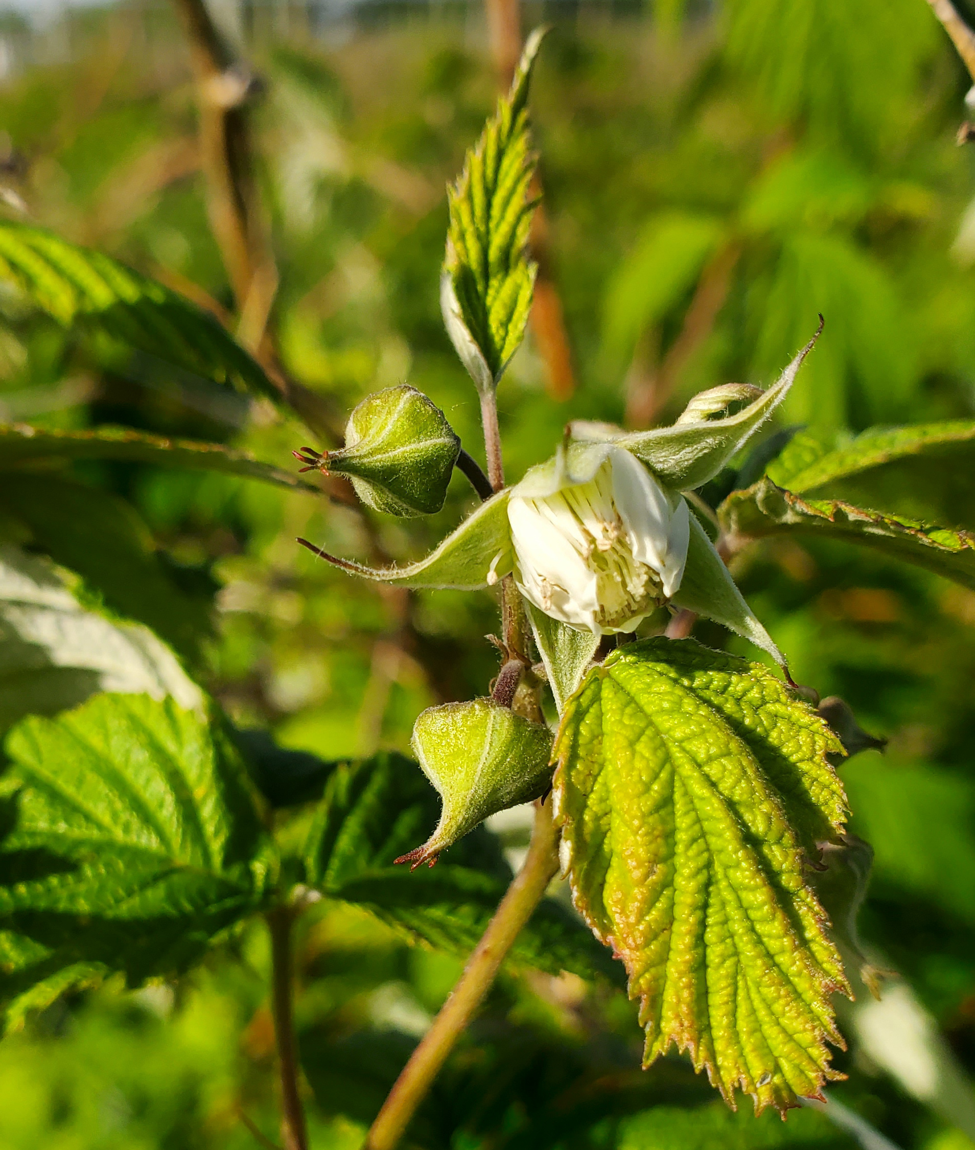 Raspberries blooming